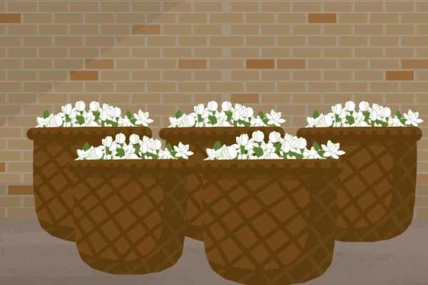 经典花茶可以美体吗？？