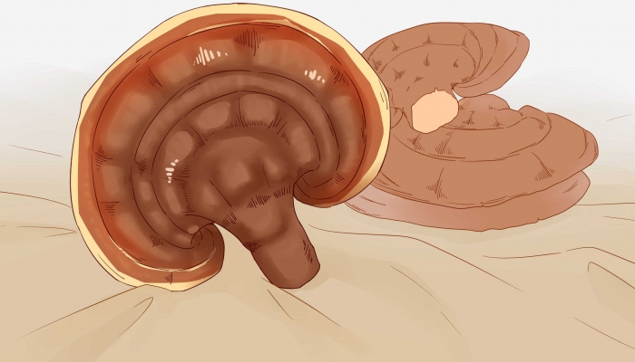 金边灵芝的功效与作用