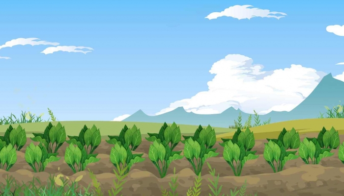 孕妇能不能吃田七菜