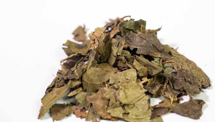 桑叶茶的功效 桑叶茶的作用是什么