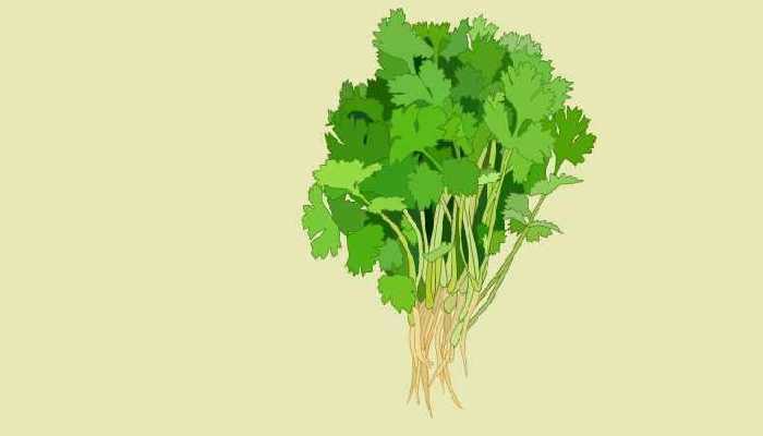 大芫荽