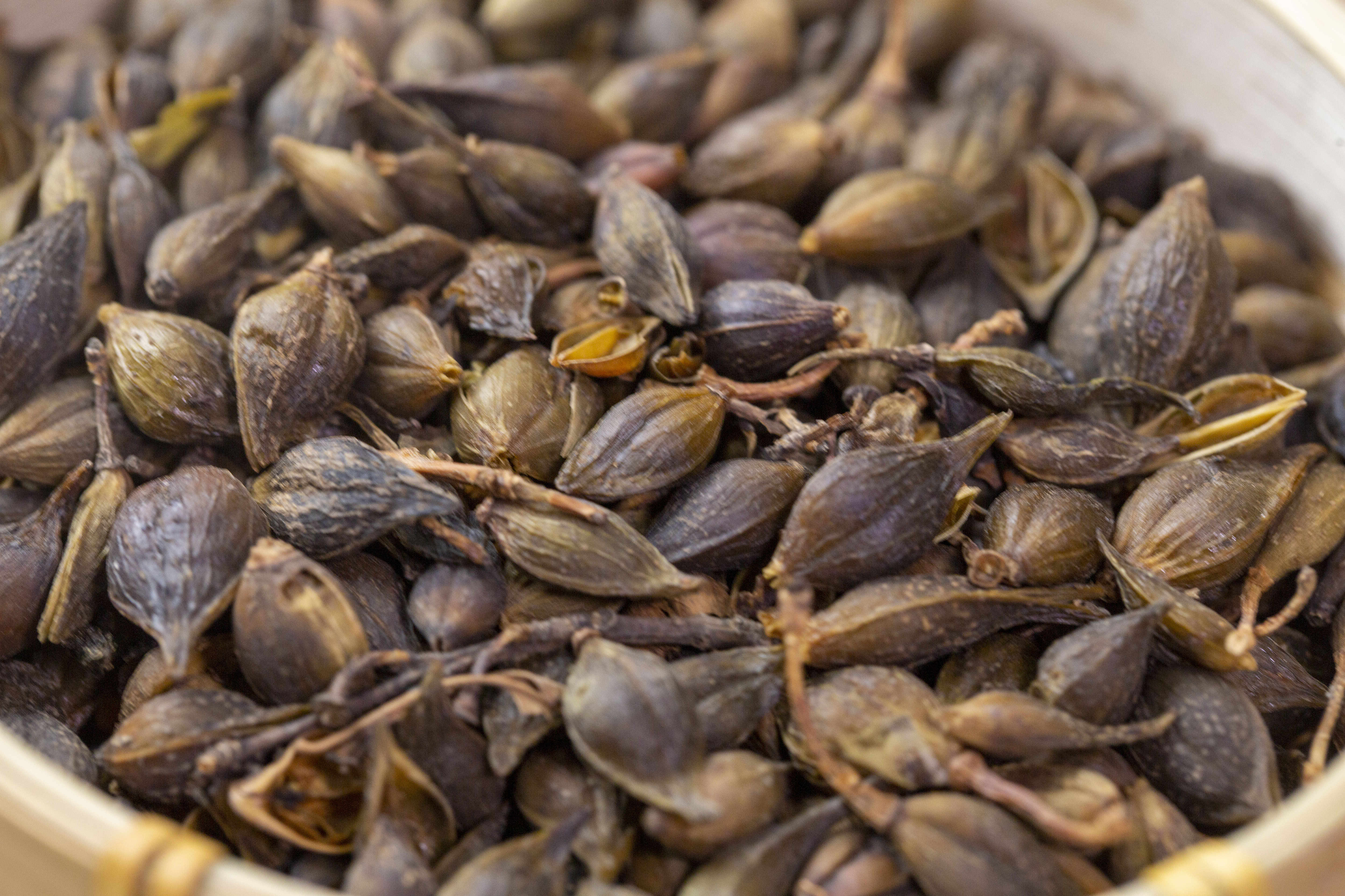 什么是连翘 连翘的功效与作用