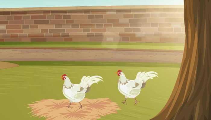 母鸡炖黄芪功效与作用 黄芪的药用价值