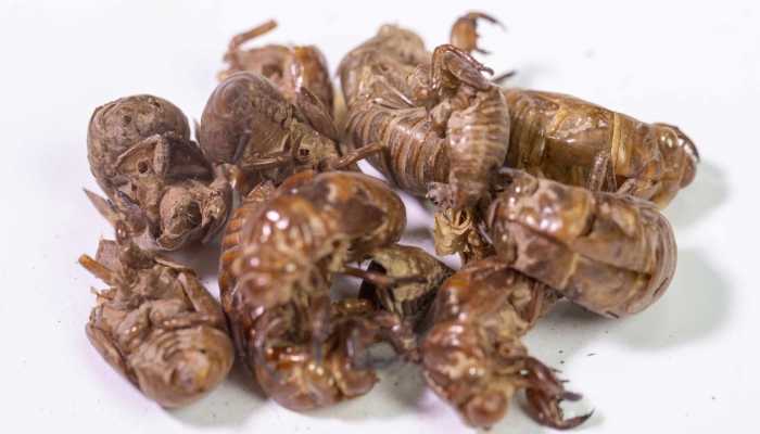 蝉泡酒有什么功效 蝉蜕泡酒喝的注意事项