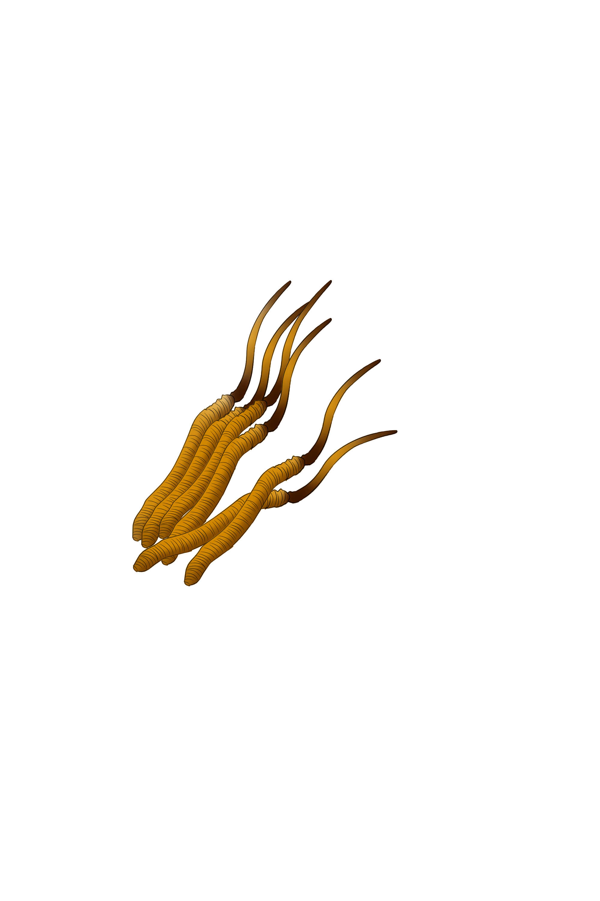 坐月子能吃冬虫夏草吗？ 坐月子吃冬虫夏草的好处