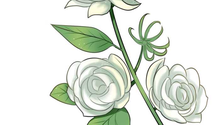 喝茉莉花茶有什么好处？如何冲泡