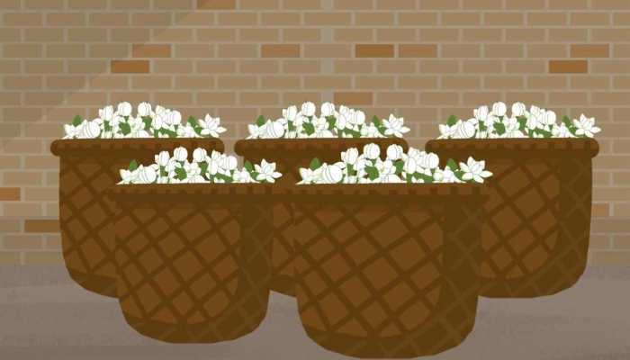 喝茉莉花茶有什么好处？如何冲泡