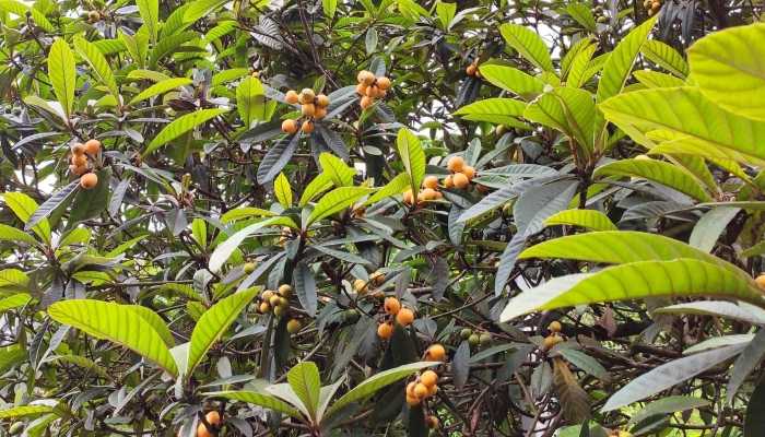 批把叶煮水的功效，枇杷叶煮水怎么做?