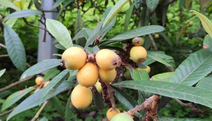 批把叶煮水的功效，枇杷叶煮水怎么做?