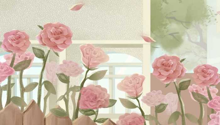 玫瑰花和康乃馨泡水喝都有什么功效？