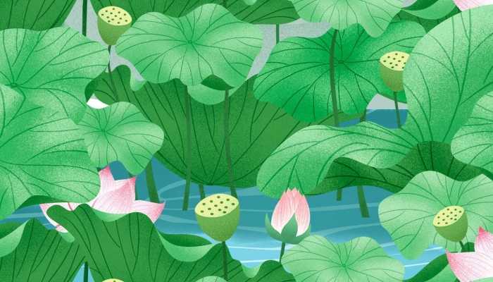 荷叶的功效与作用 荷叶什么人不适宜食用