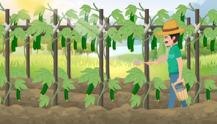 黄瓜白粉病用什么药