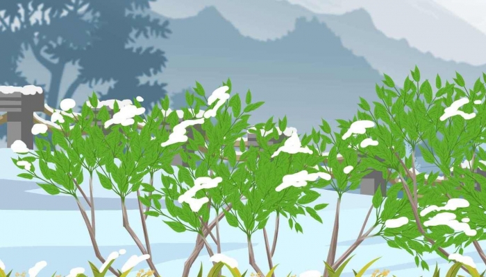 修正左旋肉碱茶多酚片怎么样