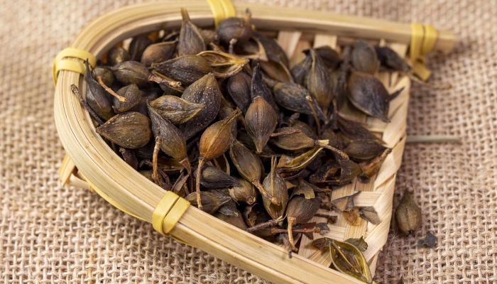 蕾丝金露花真的致癌吗？