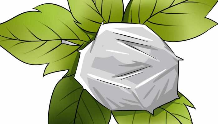 什么是香薄荷 香薄荷的功效与作用