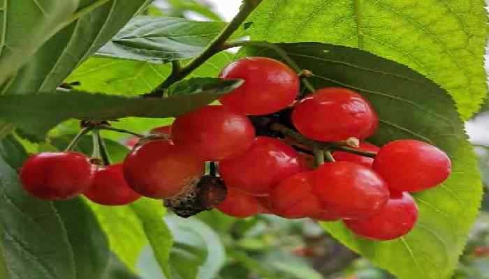 女性生理期能吃樱桃吗？ 女性吃樱桃有哪些好处呢