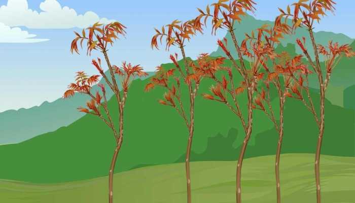 吃香椿芽的益处 吃香椿芽的弊端