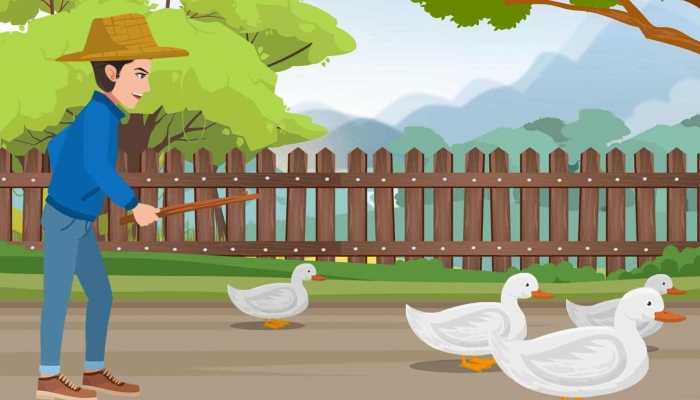 夏天鸭子炖什么汤好吃？三种炖煮方式