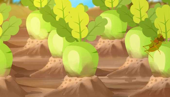 萝卜是归属于凉性食物吗？ 吃萝卜有哪些好处呢