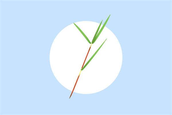 减肥小妙招 柠檬草可以减肥吗？？