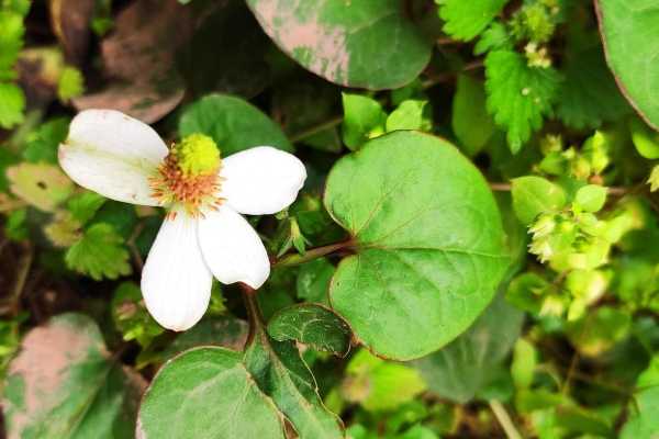 鱼腥草可以减肥吗？ 鱼腥草怎么吃能减肥