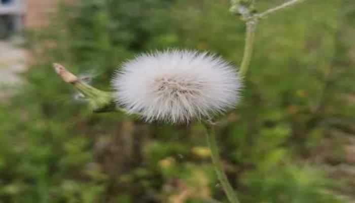 蒲公英能和枸杞一起泡水喝吗？ 蒲公英和枸杞子泡水喝的功效