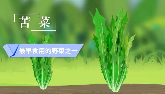 夏季吃什么菜好？有什么推荐吗？