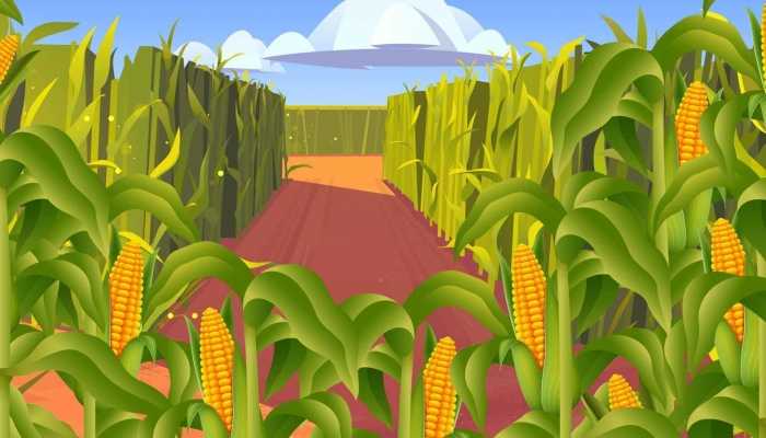 玉米容易长胖吗？ 玉米的营养价值