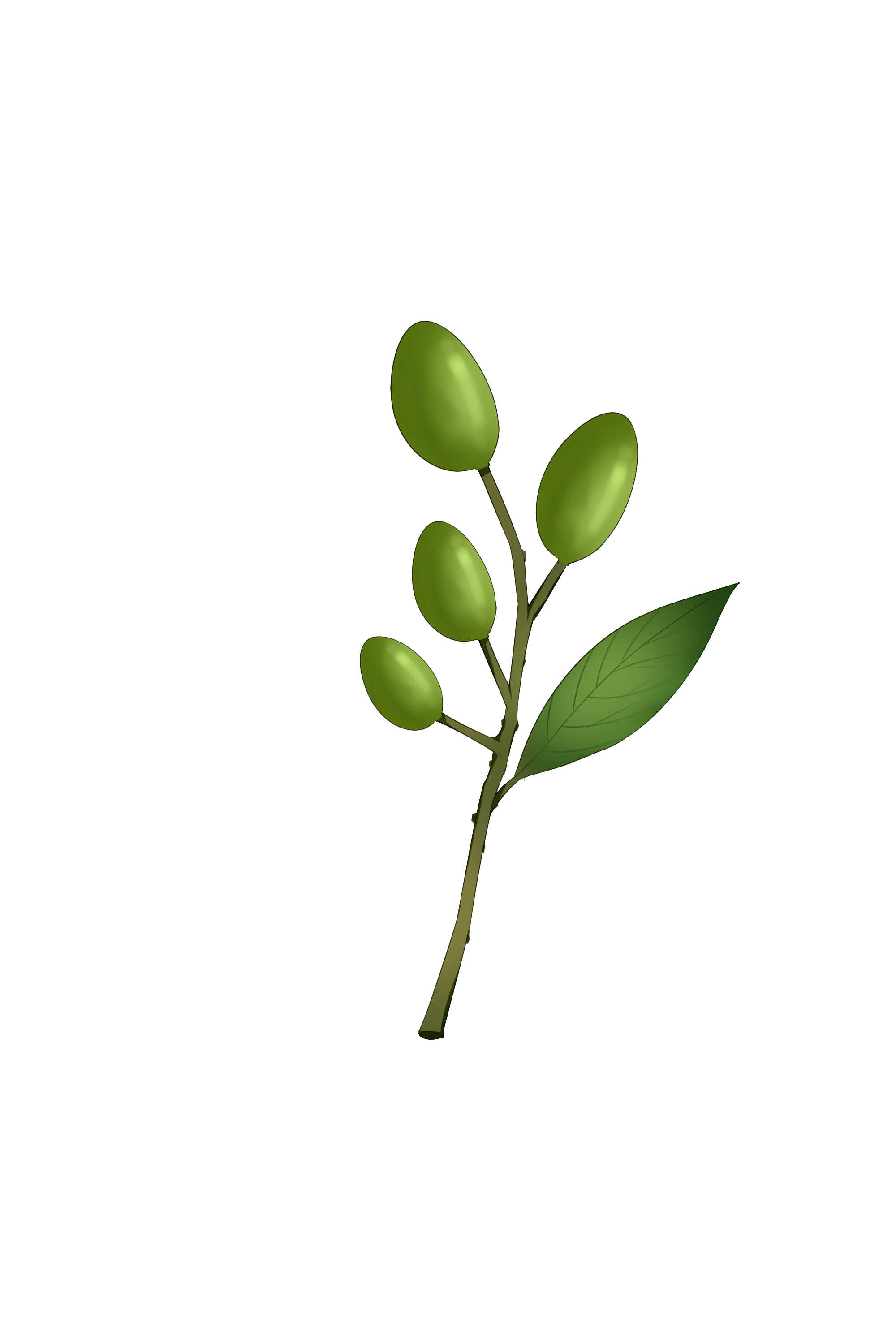 青果孕妇可以吃吗？ 孕妇吃青果有什么好处