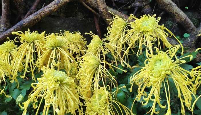 贡菊的作用是什么 贡菊的功效