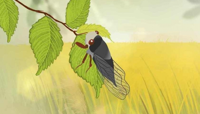 蝉蛹的功效与作用 蝉蛹的营养价值