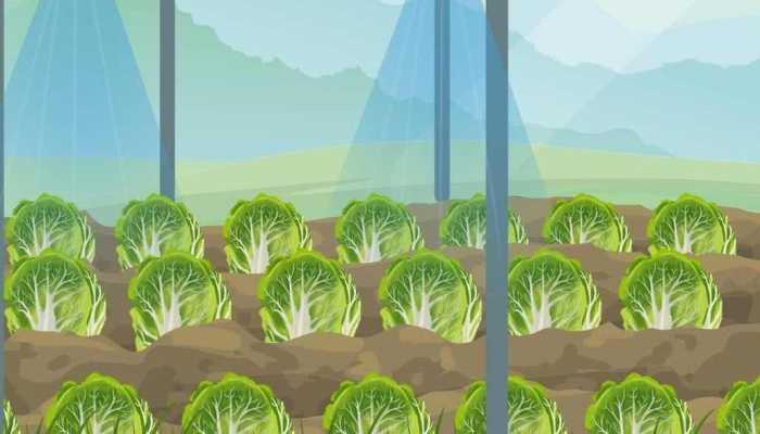 贫血一天吃多少红枣 贫血怎么办