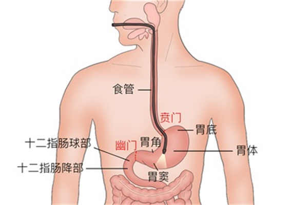 减肥却越减越重？你进入了这几个减肥误区！