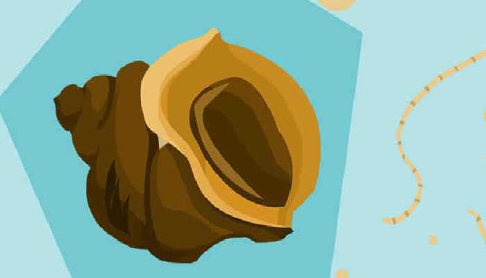 田螺不能和什么一起吃 田螺的营养价值