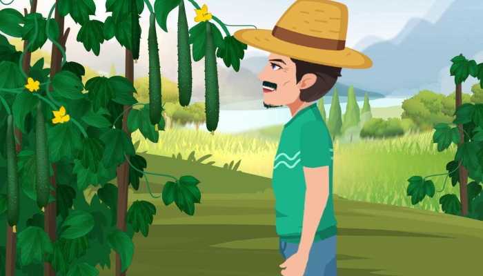 黄瓜利尿吗？ 黄瓜的功效和作用