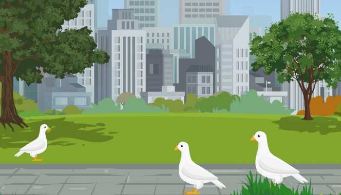 怀孕可以吃鸽子肉吗？ 鸽子肉药用价值