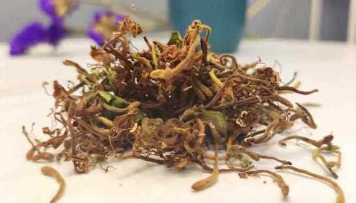 金银花能跟茶一起喝吗？ 茶叶不能和什么一起吃