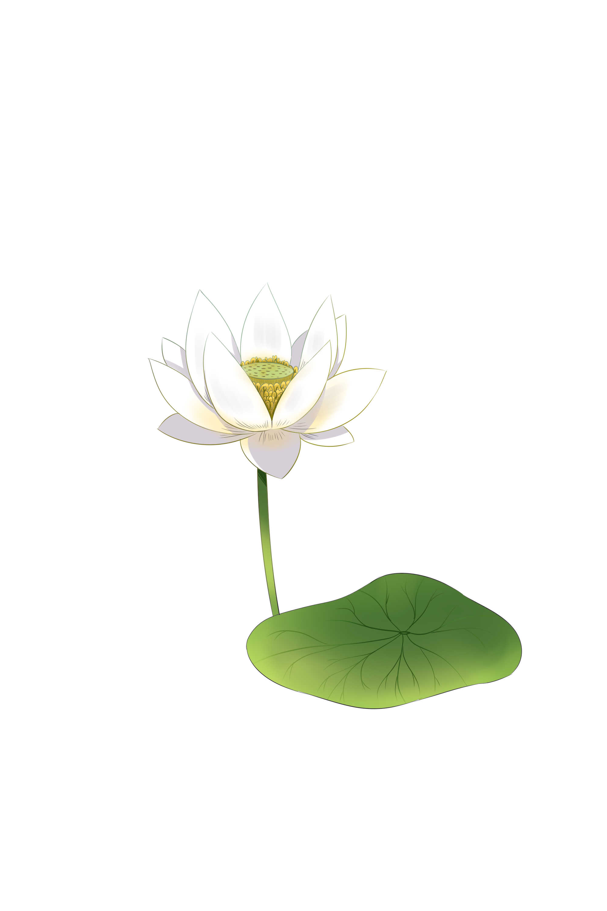 水菜瓜的功效与作用 菜瓜的营养价值
