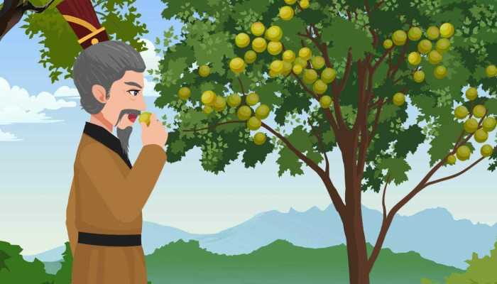 李子能泡酒吗？ 李子酒的功效