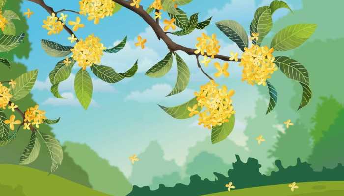 桂花绿茶的功效与作用，桂花绿茶的好处