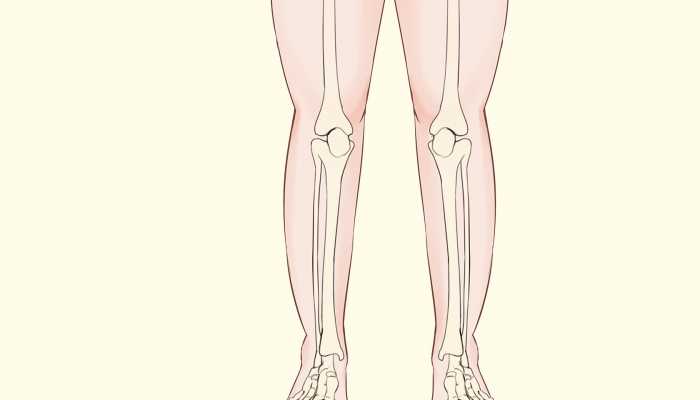 海参的功效，海参的作用