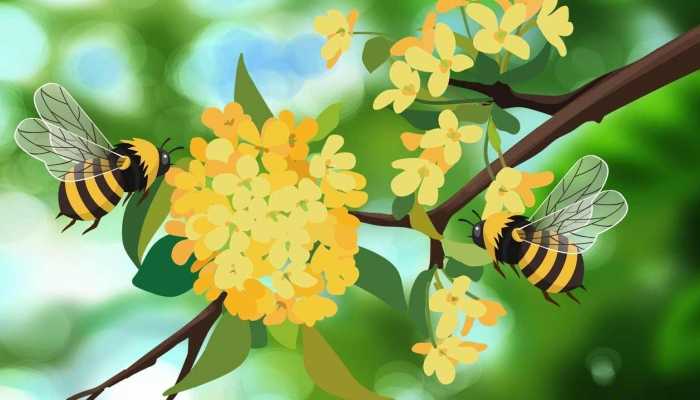 桂花酵素的功效是什么，桂花酵素的好处