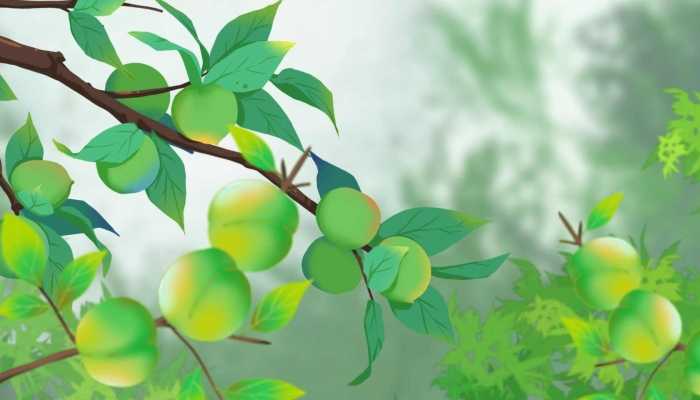 梅子酵素的功效是什么，梅子酵素的好处