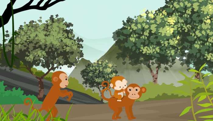 猴子肉的功效是什么，猴子的作用