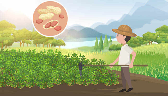 新鲜花生的功效有哪些，花生胃不好能吃吗？