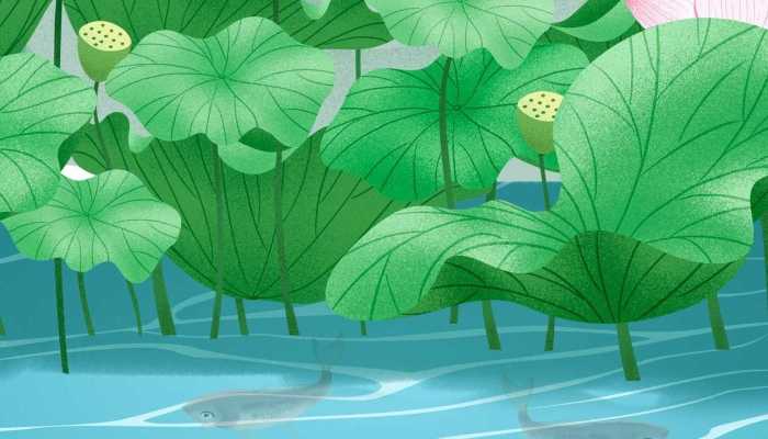 荷叶柠檬山楂玫瑰花茶的功效，荷叶茶的作用