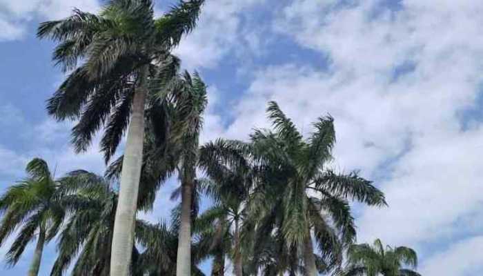 伊拉克枣的功效与作用是什么，枣的作用是什么