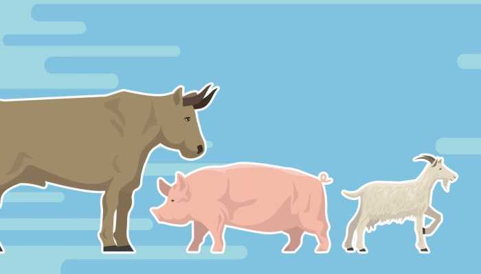 猪肚炖橄榄的做法，猪肚炖橄榄的营养价值