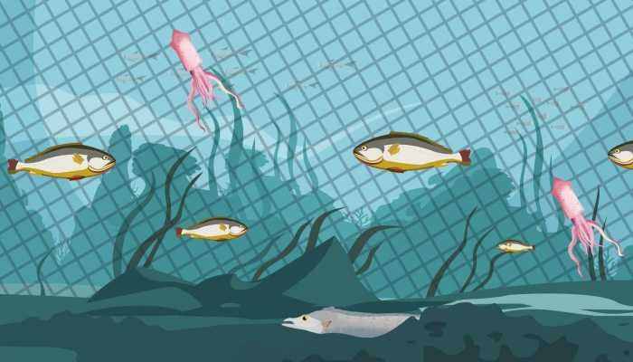 罗非鱼营养价值及功效，罗非鱼的食用功效