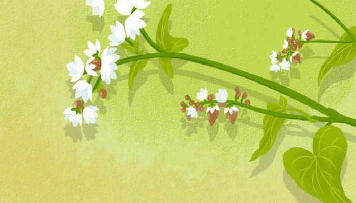 乔面的功效与作用，荞麦的好处